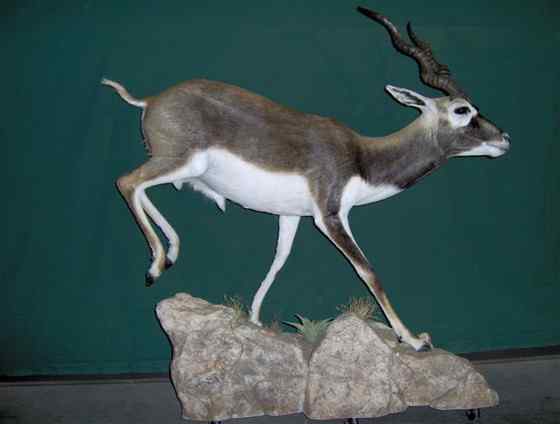 漂亮的羚羊 印度羚 漂亮的羚羊 印度羚