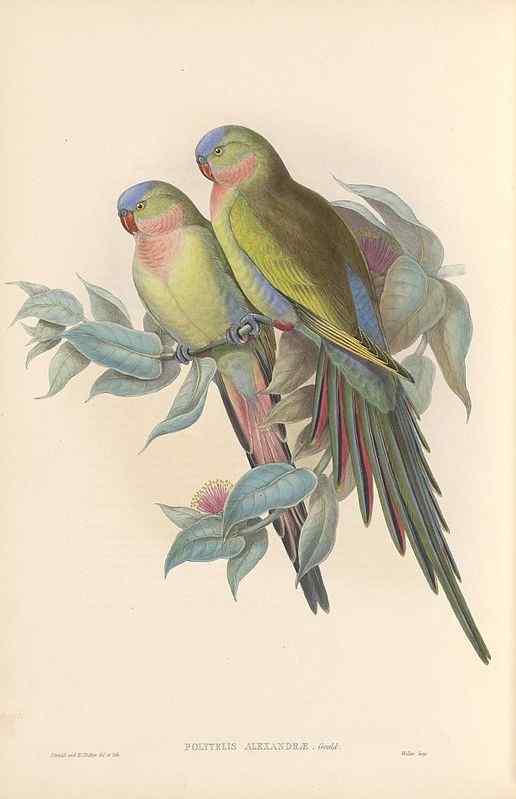 澳洲最娇柔的鹦鹉——公主鹦鹉 Polytelis alexandrae