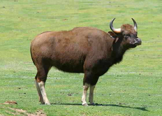 《西游记》中牛魔王的原型 白肢野牛 《西游记》中牛魔王的原型 白肢野牛