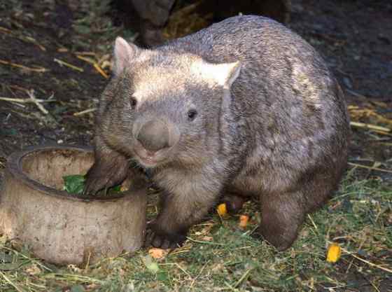澳洲考拉 袋熊 澳洲考拉 袋熊