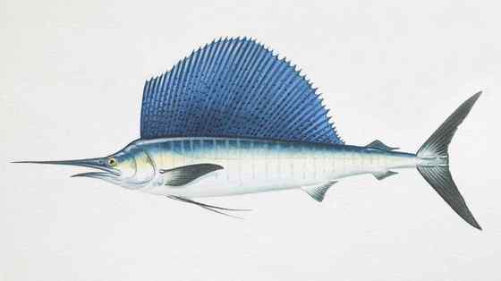 海明威《老人与海》中的旗鱼 Sailfish、Billfish