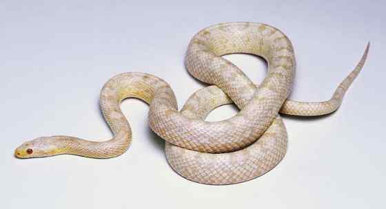 玉米锦蛇 粟米蛇、玉米蛇、红鼠蛇