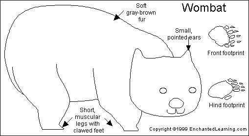 澳洲考拉  袋熊