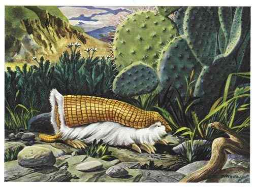 体型最小的犰狳  阿根廷的倭犰狳