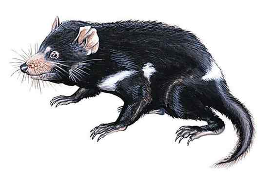 世界上最凶猛的哺乳动物  袋獾