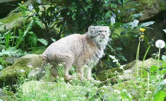 绿眼睛的肥猫羊猞猁  兔狲 Otocolobus manul