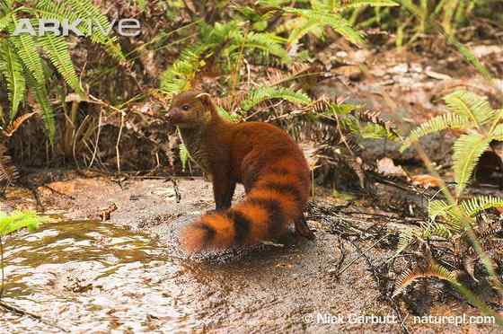马达加斯加岛仅有的两大食肉哺乳动物之一 环尾獴