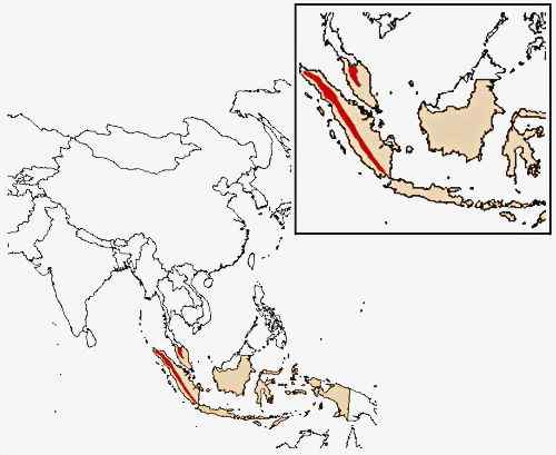 体型最大的长臂猿——马来亚长臂猿 体型最大的长臂猿——马来亚长臂猿