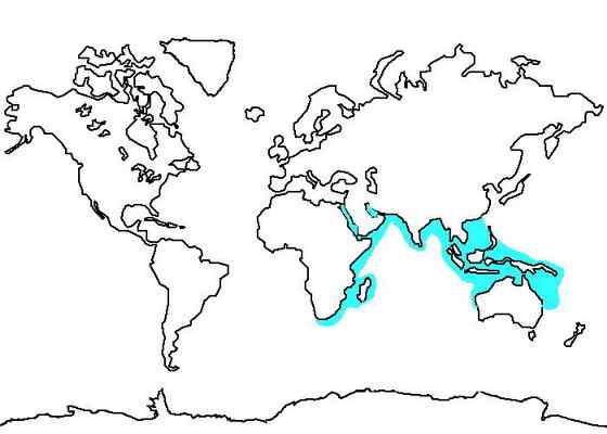 香港回归的吉祥物  中华白海豚