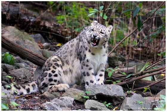 猫科动物——雪豹