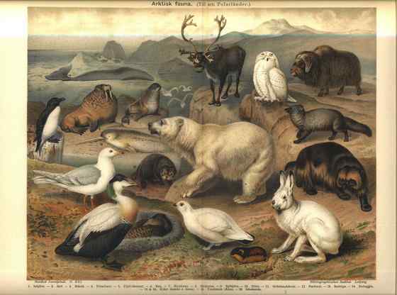 北极地区最大的食草动物  似牛实羊的麝牛