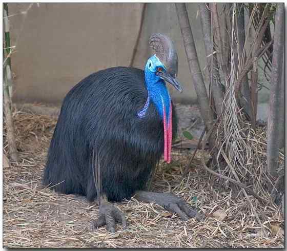 大型走禽——食火鸡(鹤鸵)