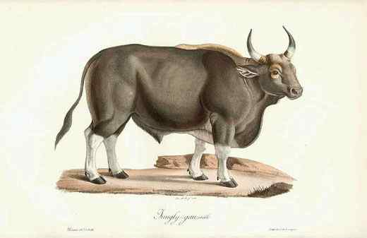 《西游记》中牛魔王的原型 白肢野牛 《西游记》中牛魔王的原型 白肢野牛