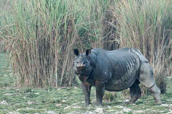 汉朝巨人与大独角犀