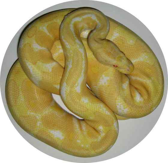 球蟒 受惊时会卷成球状的蟒蛇