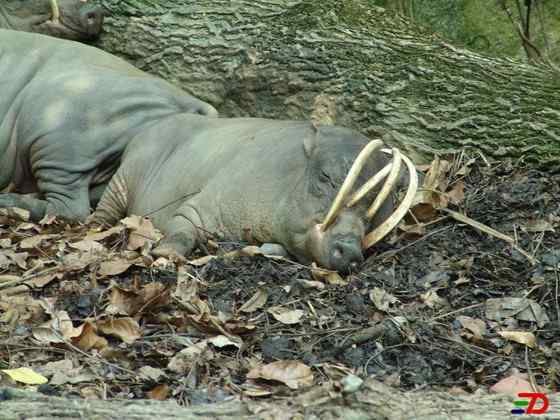 印度尼西亚的四牙猪  鹿豚