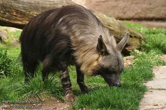 卡拉哈里的清道夫  棕鬣狗
