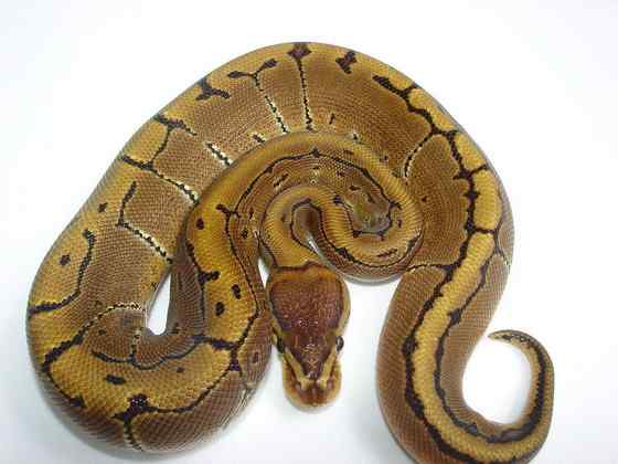 球蟒 受惊时会卷成球状的蟒蛇