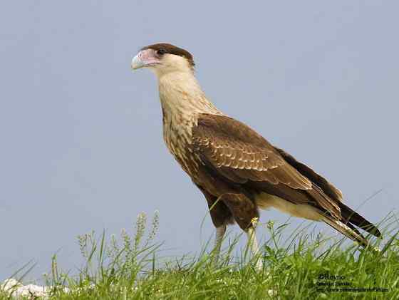 墨西哥的国鸟  凤头卡拉鹰 Polyborus plancus