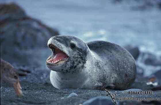 南极豹形海豹 南极豹形海豹