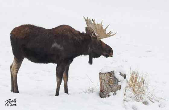 鹿科动物中体型最大的驼鹿