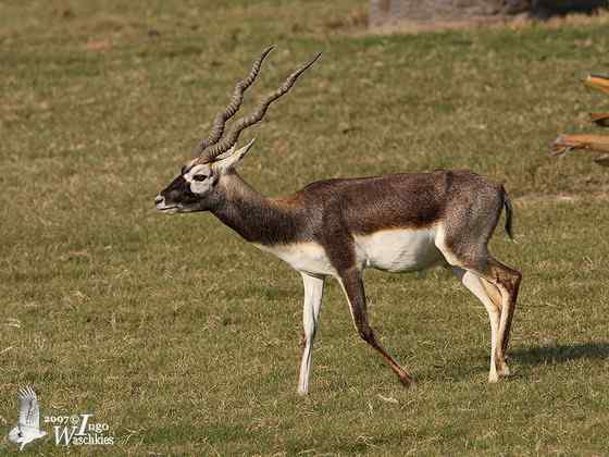 漂亮的羚羊 印度羚 漂亮的羚羊 印度羚