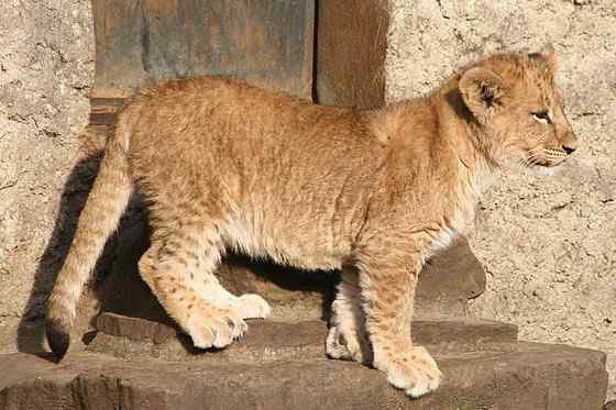 亚洲有狮子吗？  亚洲狮