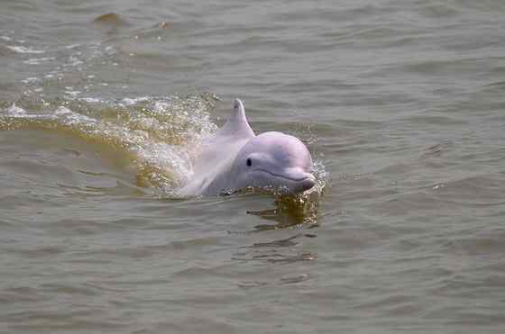 香港回归的吉祥物  中华白海豚
