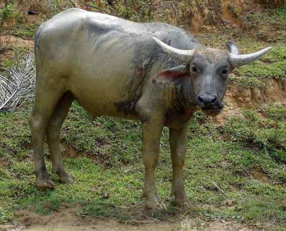 印度神话 亚洲水牛 印度神话 亚洲水牛