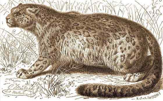 猫科动物——雪豹