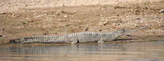 大型鳄鱼 食鱼鳄