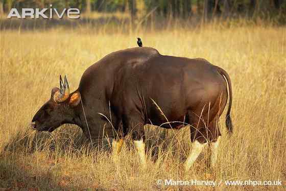《西游记》中牛魔王的原型 白肢野牛 《西游记》中牛魔王的原型 白肢野牛