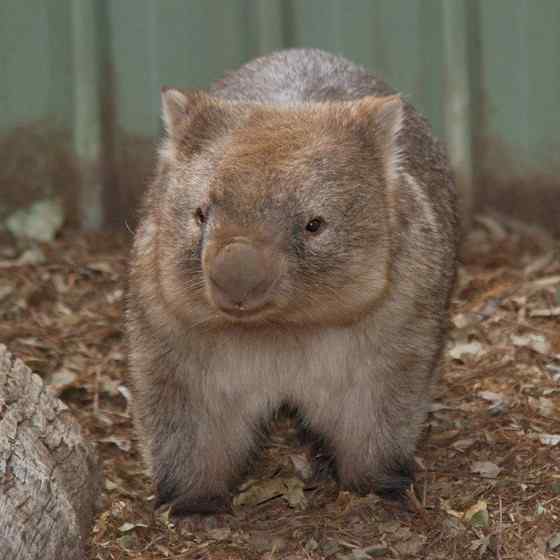 澳洲考拉 袋熊 澳洲考拉 袋熊