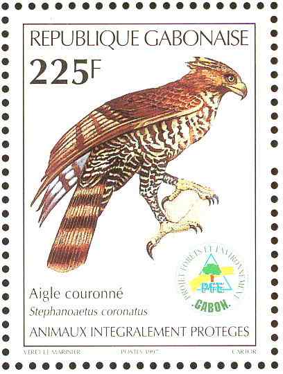 200万年前就吃人的猛禽  冕雕