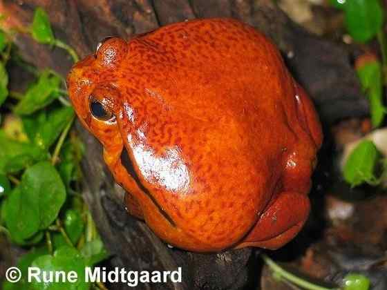 猩红的“西红柿”  马达加斯加 番茄蛙