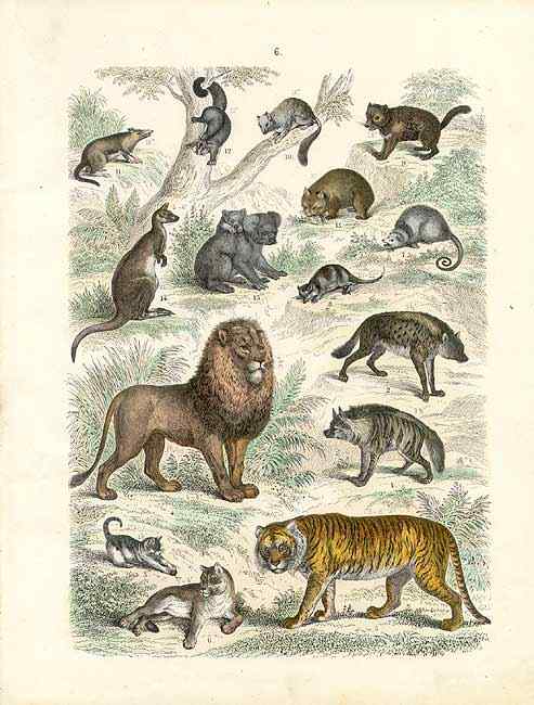 缟鬣狗 Hyaena hyaena