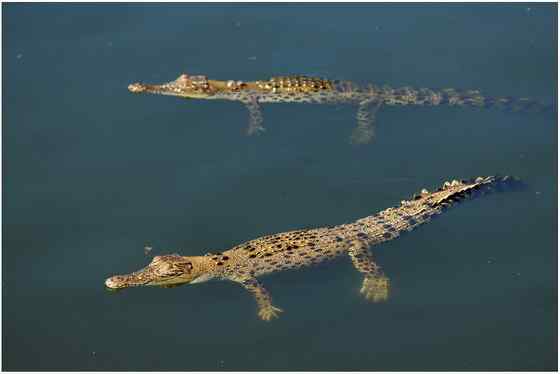 三国周处除三害  湾鳄(还有猛虎和他自己) 韩愈也参加了