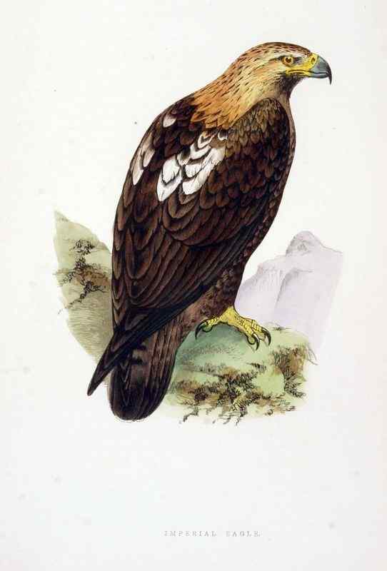 帝王鹰、御雕  白肩雕