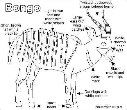 非洲最漂亮的羚羊之一  紫羚 bongo