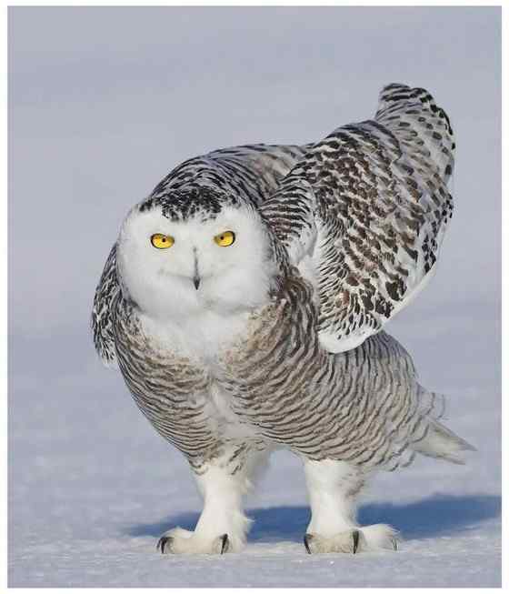 洁白的雪鸮 洁白的雪鸮