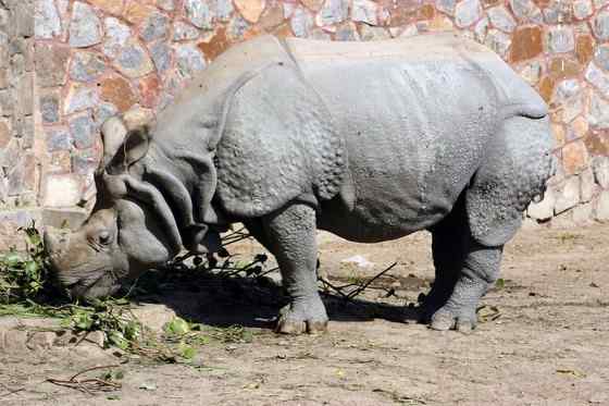 汉朝巨人与大独角犀