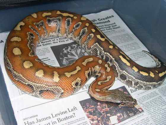 小型蛇  血蟒、侏蟒（Short python）