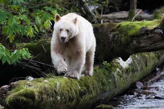 白灵熊 Kermode bear