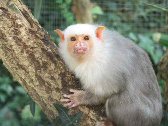 世界上体型最小的猴子之一--银狨