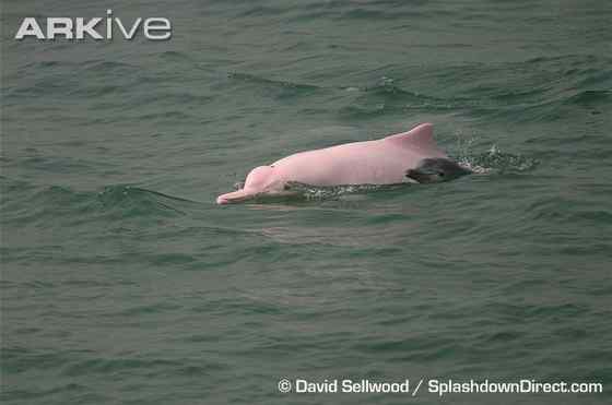 香港回归的吉祥物--中华白海豚