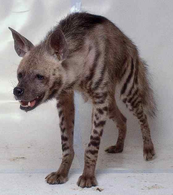 缟鬣狗 Hyaena hyaena