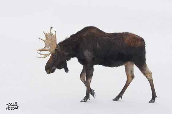 鹿科动物中体型最大的驼鹿