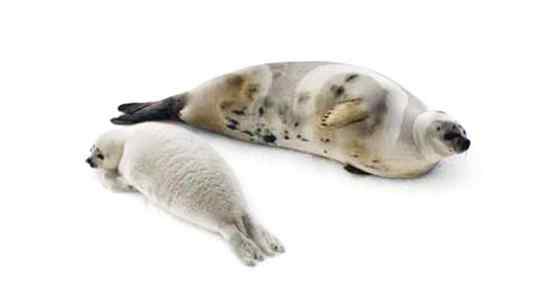 环海豹 带纹海豹、绶带海豹