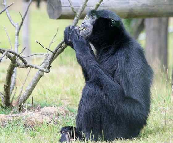 体型最大的长臂猿——马来亚长臂猿 体型最大的长臂猿——马来亚长臂猿