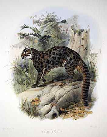 龙虎彪豹中的“彪”——亚洲金猫